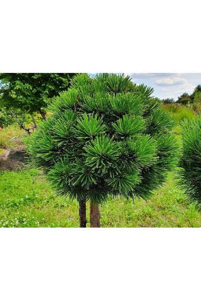 Сосна білокора Шмідті на штамбі – компактна і витончена декоративна форма.